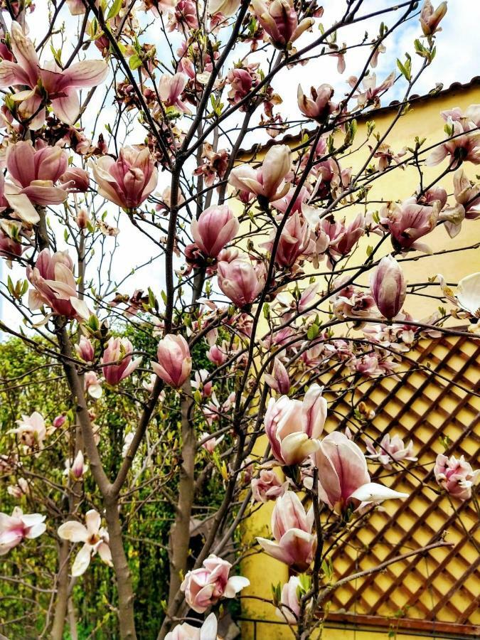 Pensiunea Magnolia Sibiu Esterno foto