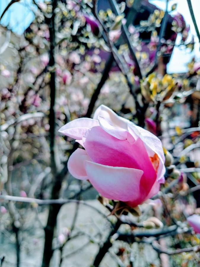 Pensiunea Magnolia Sibiu Esterno foto